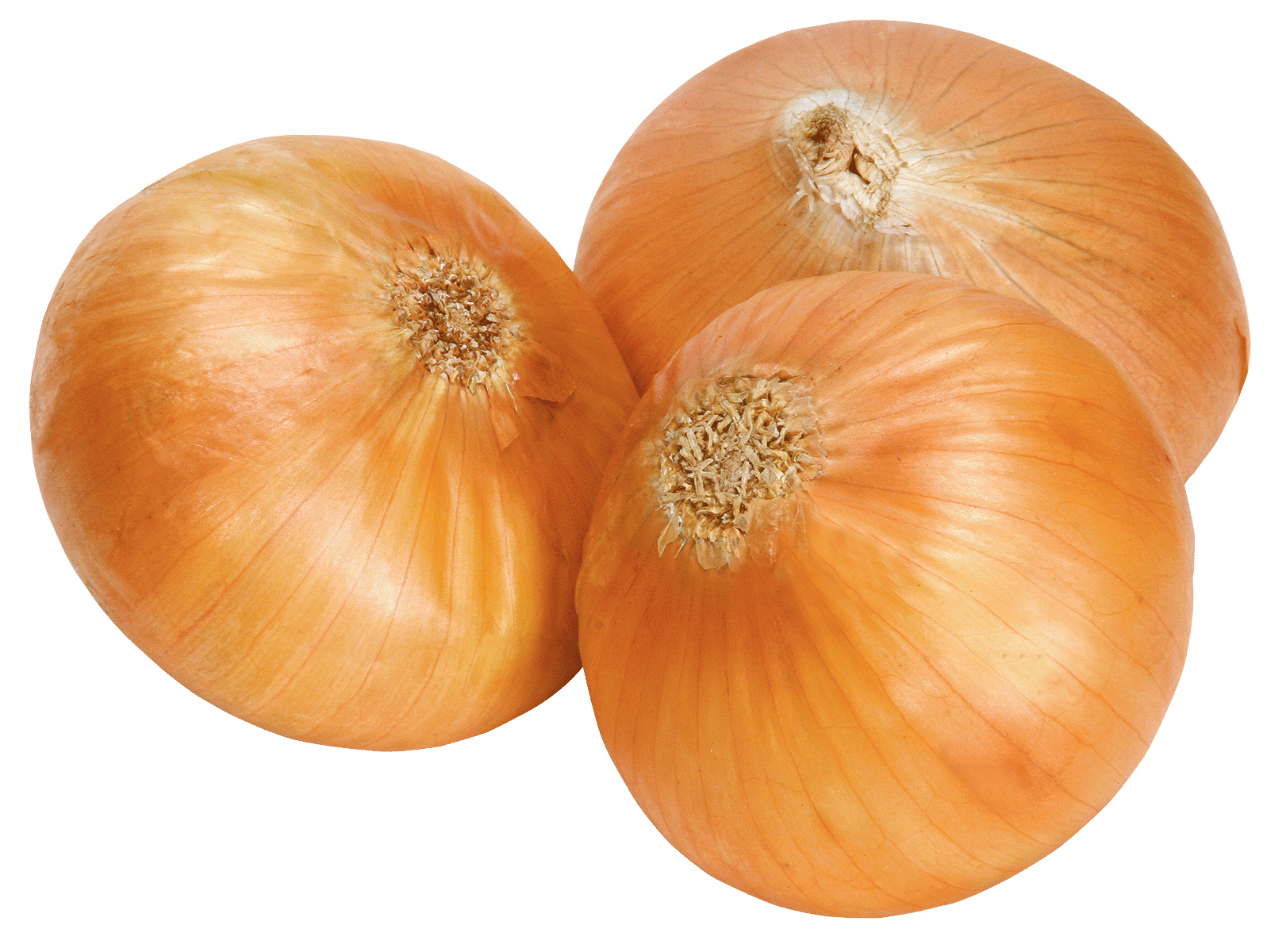 Fresh Onion Transparent PNG Image