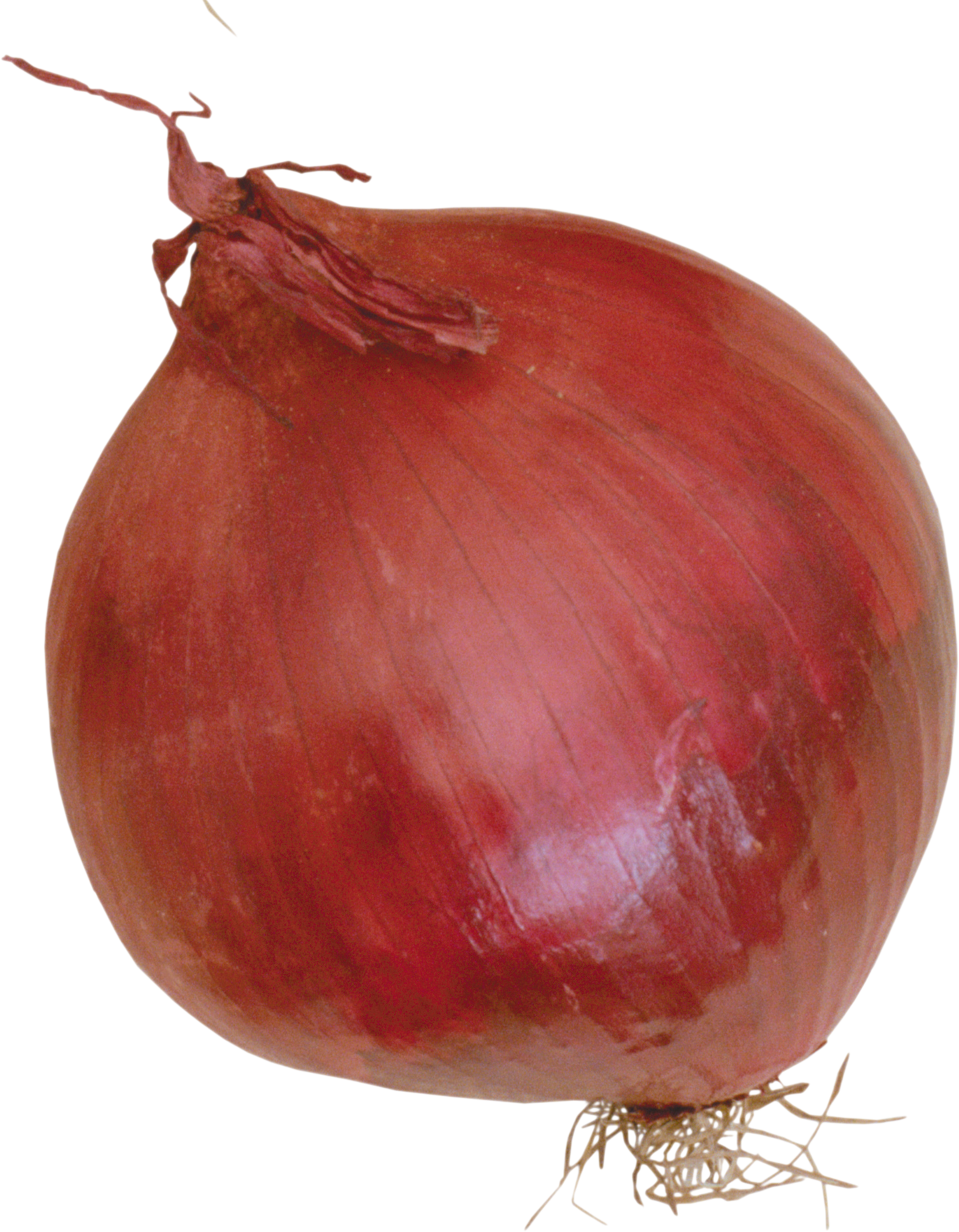 Onion Transparent PNG Image