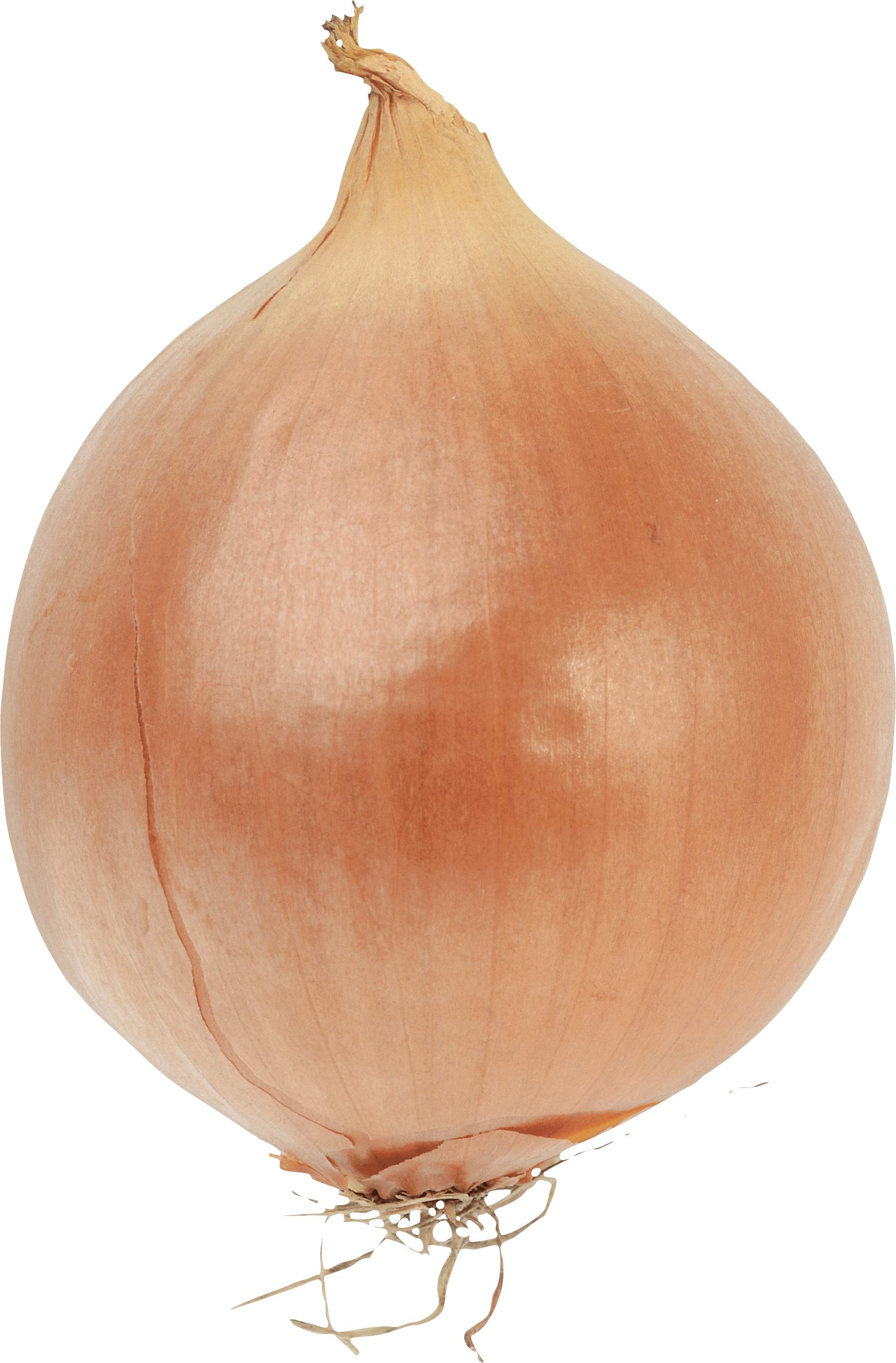 Onion Transparent PNG Image