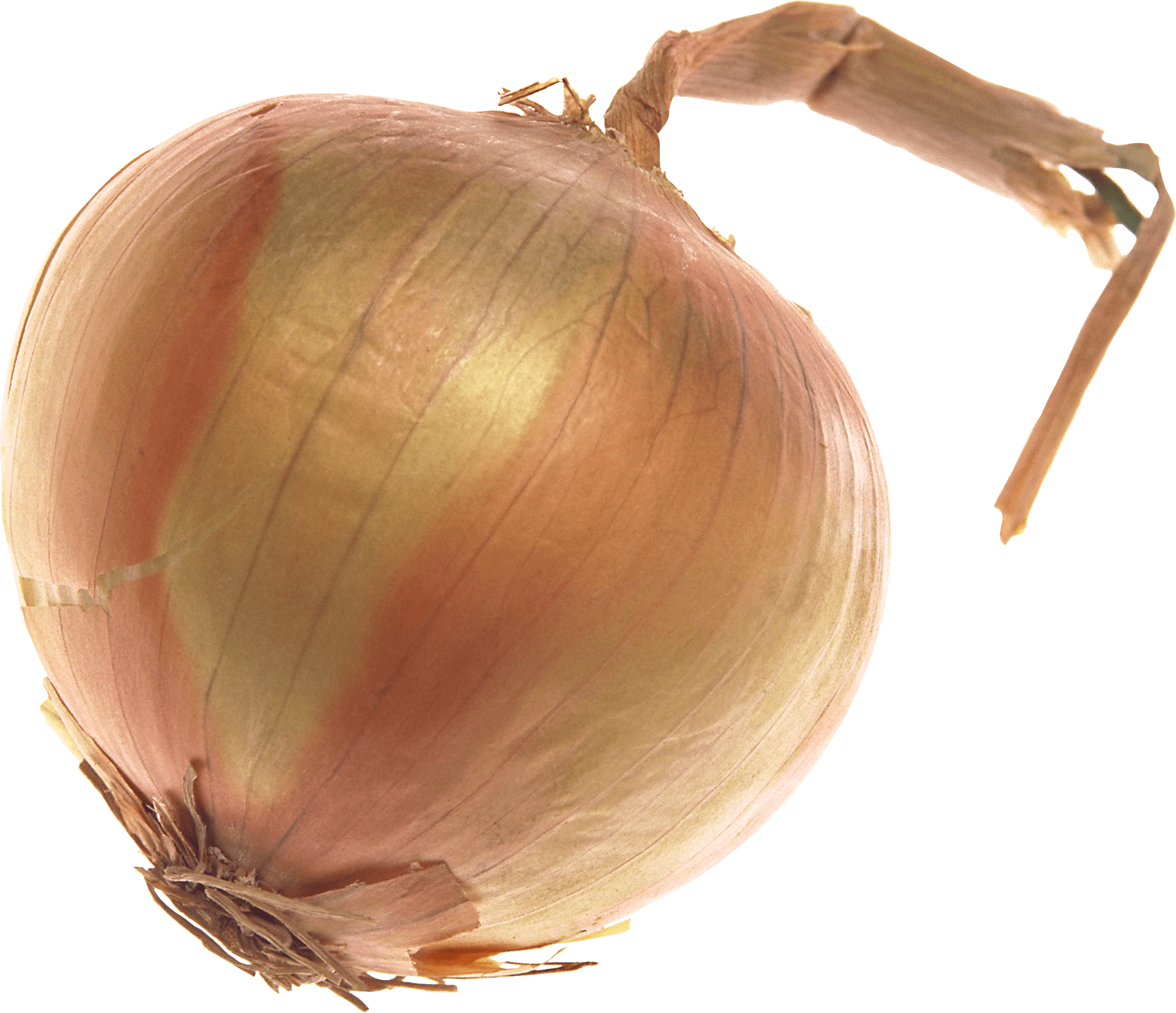 Onion Transparent PNG Image