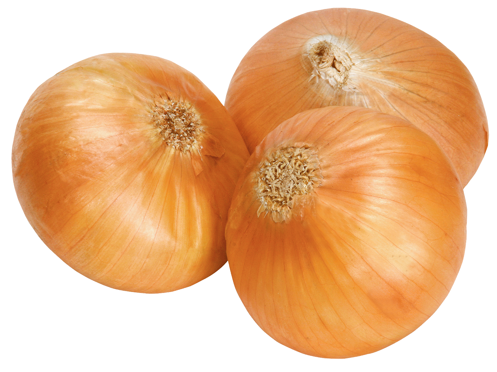 Onion Transparent PNG Image