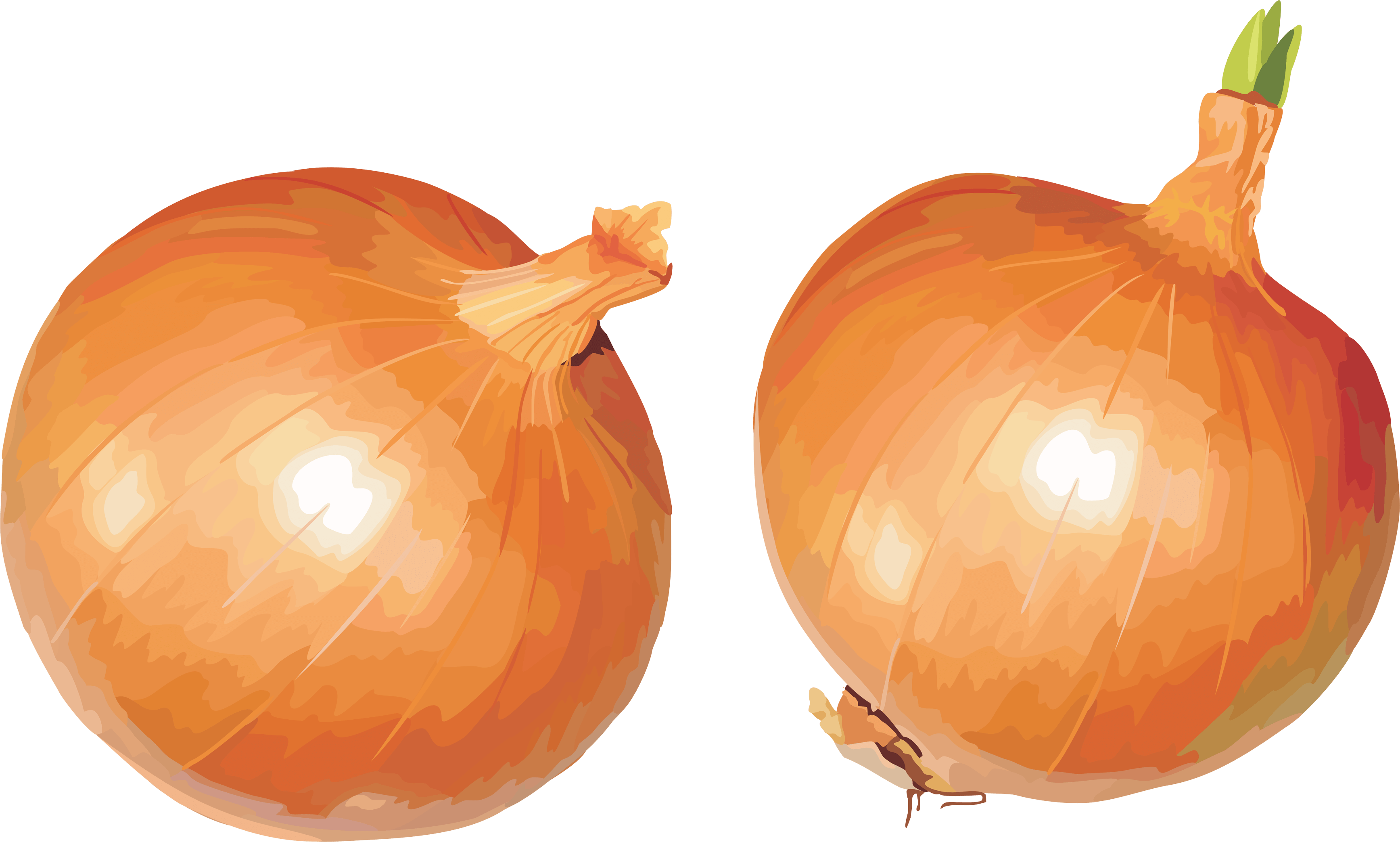 Onion Transparent PNG Image