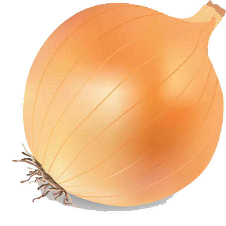 Onion Vector Transparent PNG Image