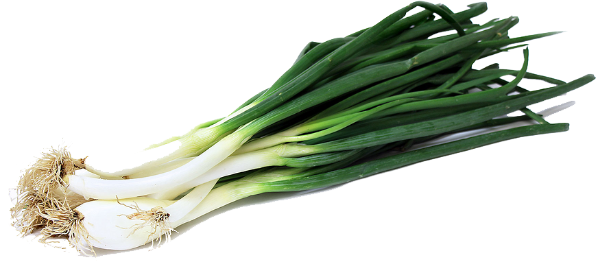 Green Onion Transparent PNG Image