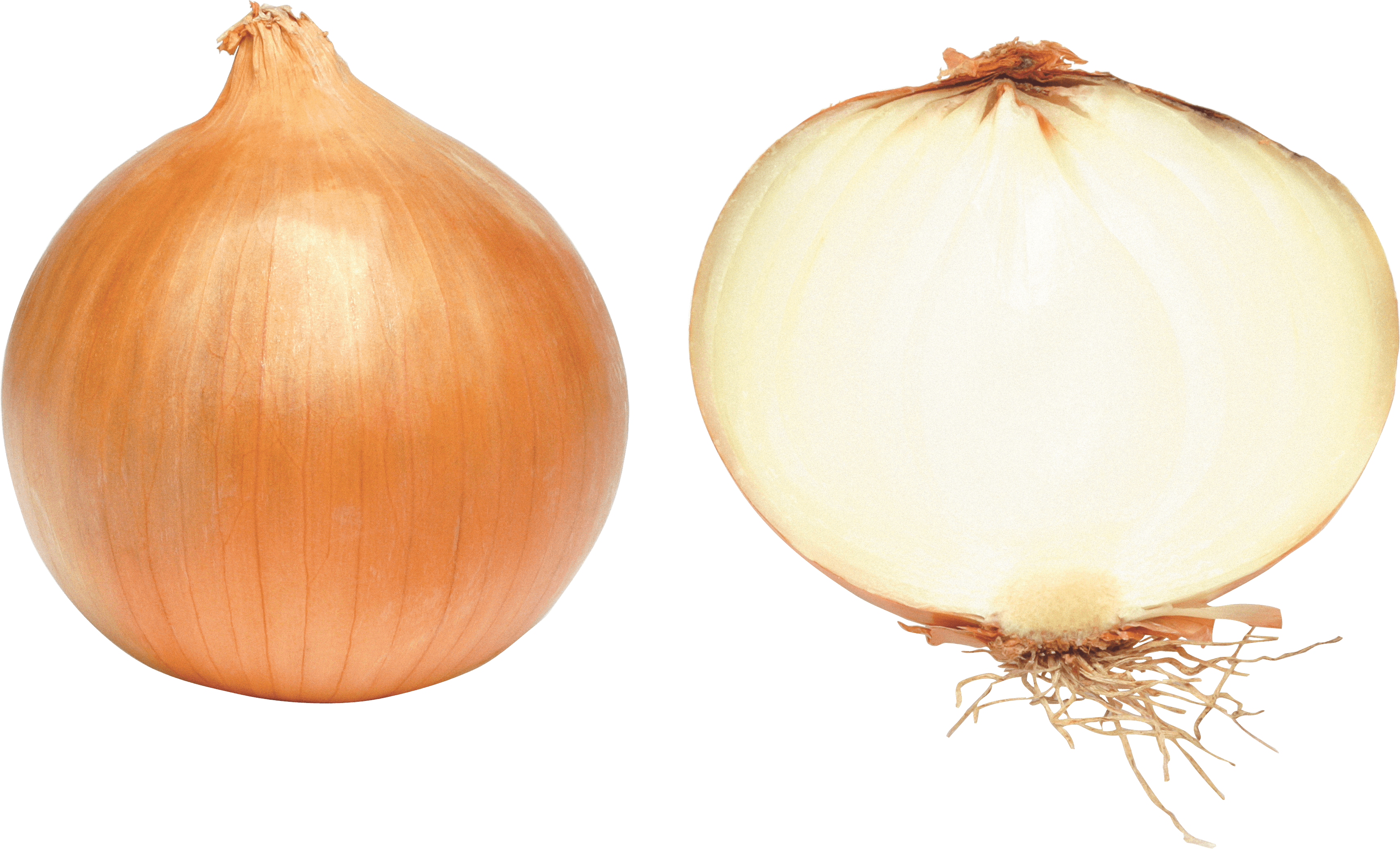 Onion Transparent PNG Image