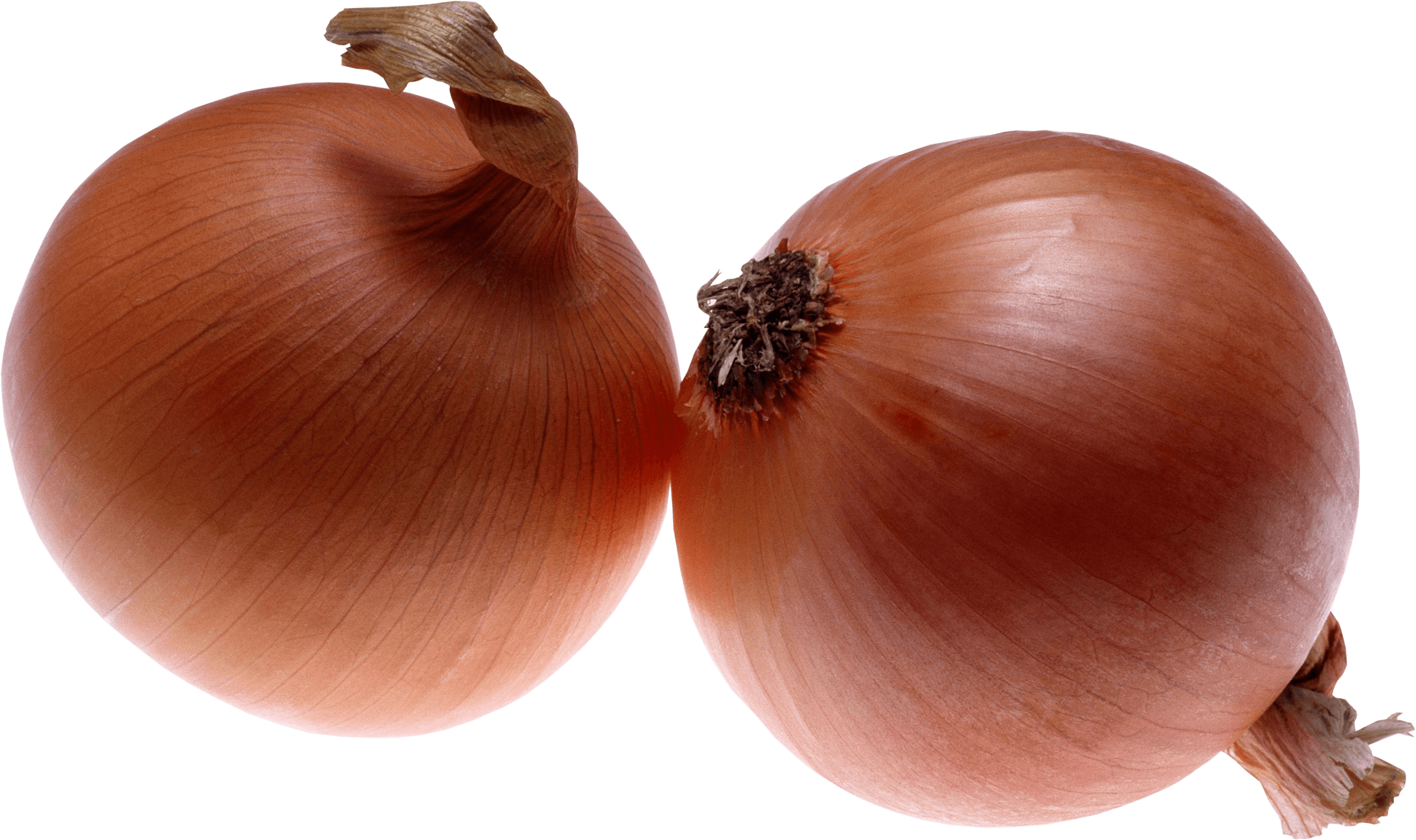 Onion Transparent PNG Image
