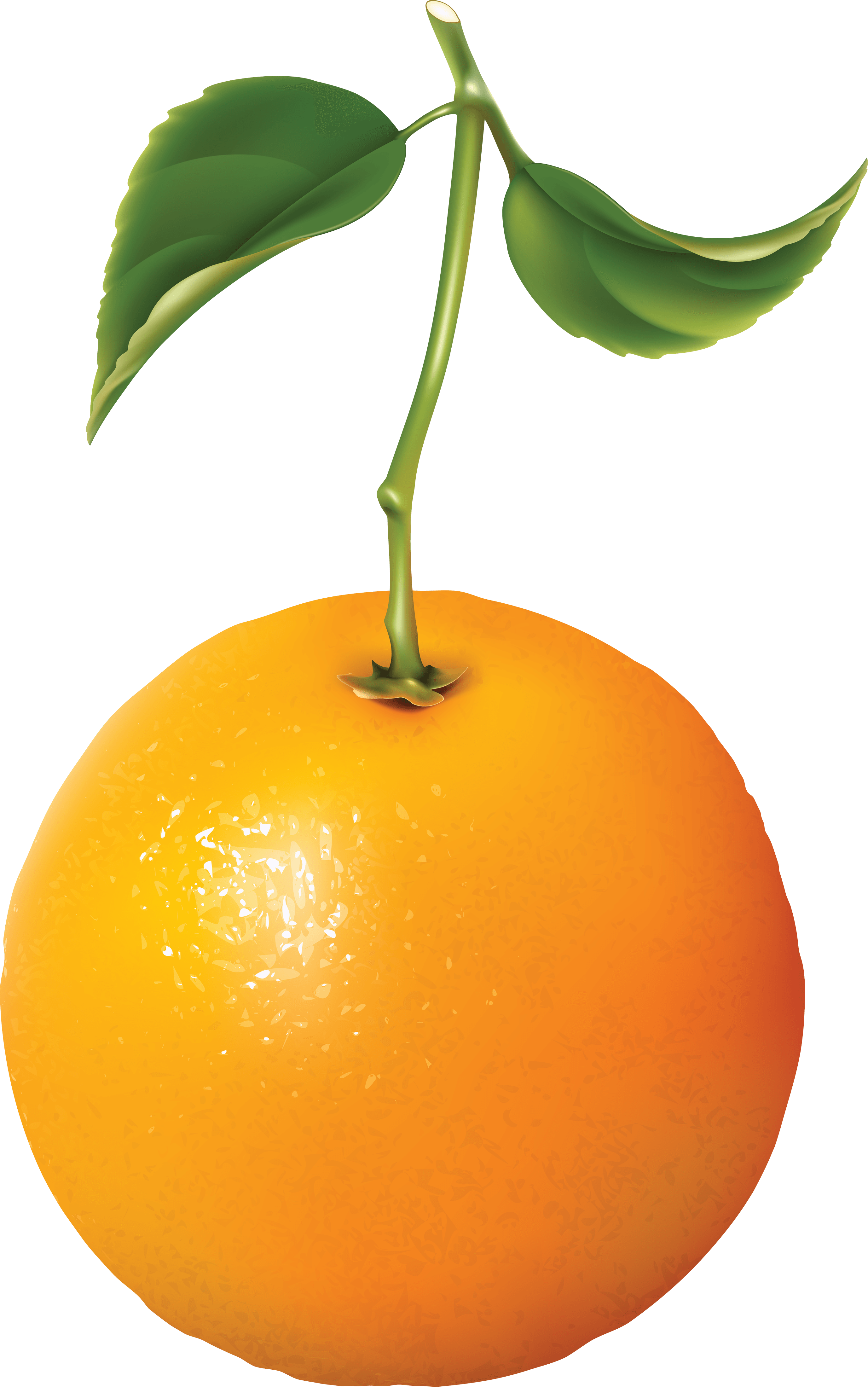 Orange Transparent PNG Image