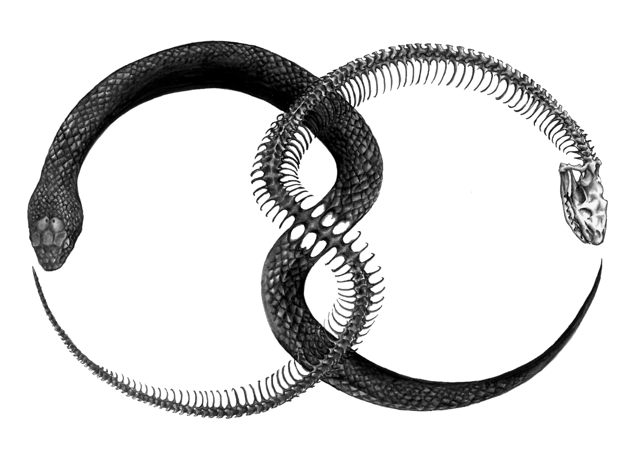 Tattoo Symbol Ouroboros Transparent PNG Image