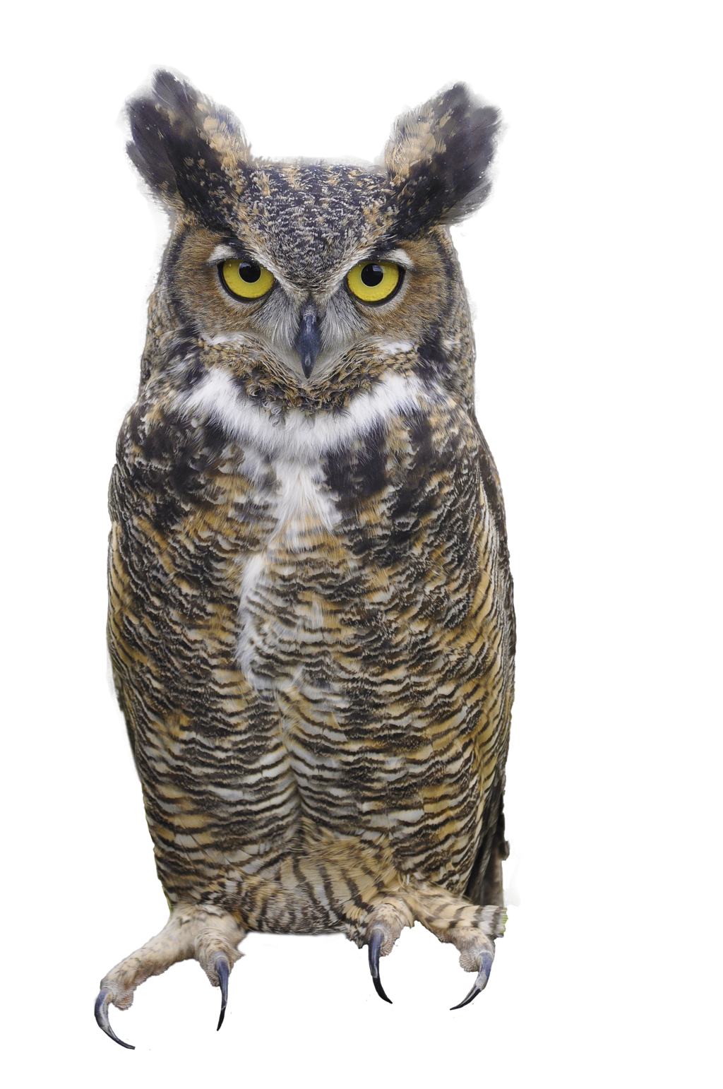 Owl Transparent PNG Image