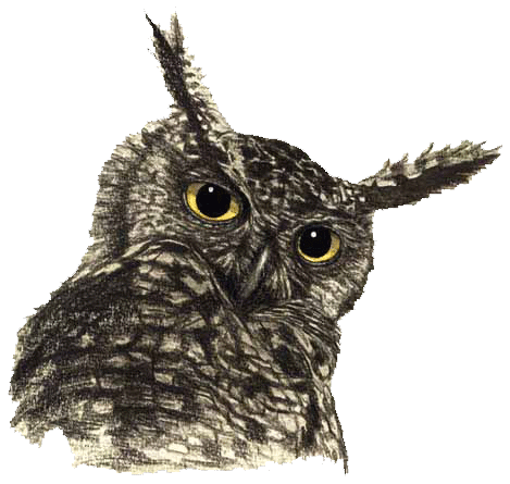 Owl File Transparent PNG Image