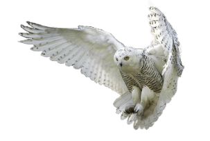 Owl Transparent PNG Image