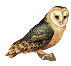 Owl High-Quality Transparent PNG Image