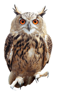 Owl Transparent PNG Image