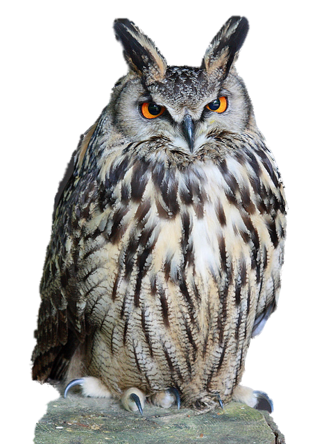 Owl Transparent PNG Image
