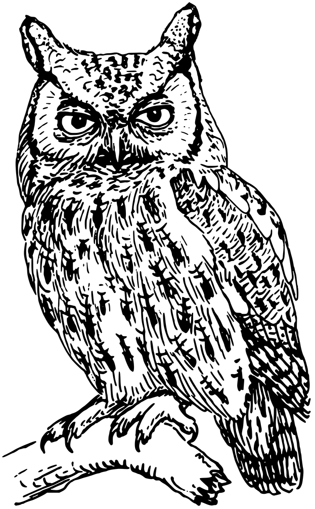Owl Transparent PNG Image