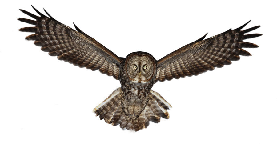 Owl Transparent PNG Image
