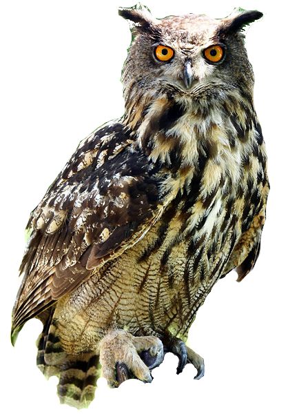Owl Transparent PNG Image