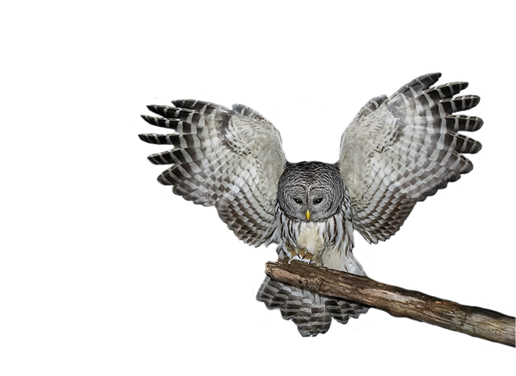Owl Transparent PNG Image