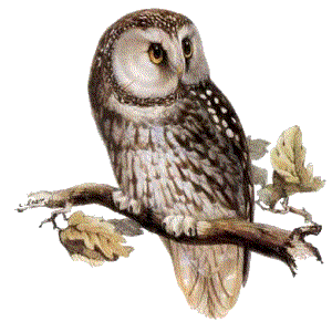 Owl Transparent PNG Image