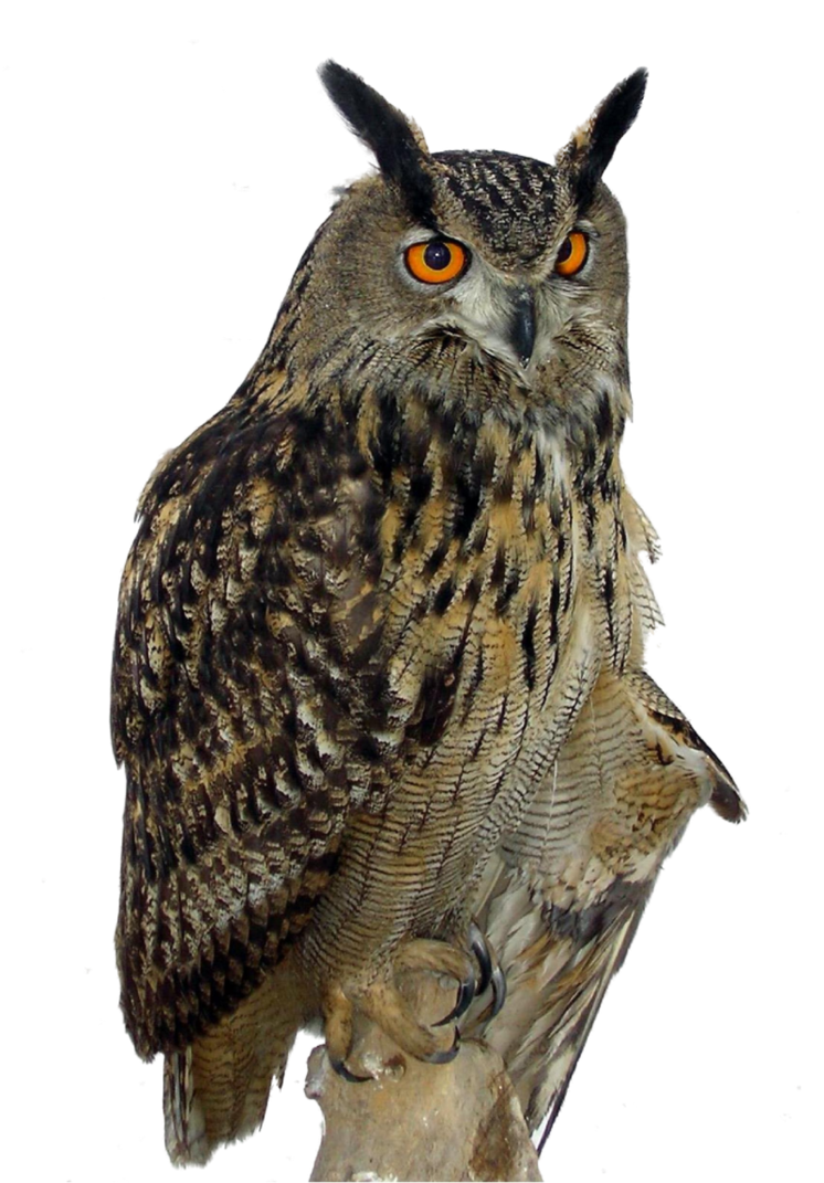 Owl Transparent PNG Image