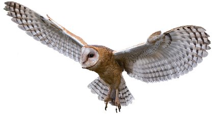 Owl Transparent PNG Image