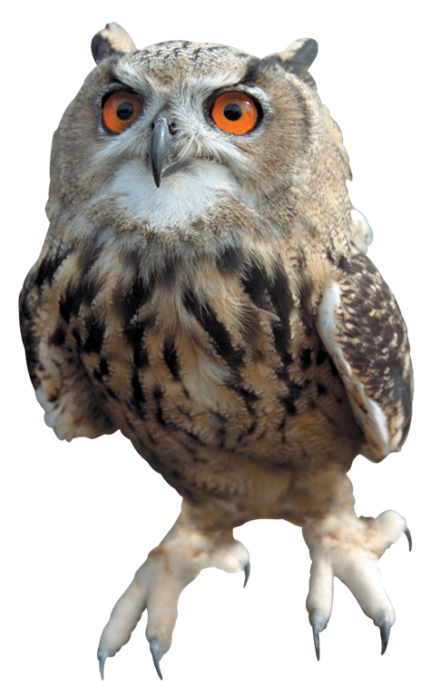 Owl Transparent PNG Image