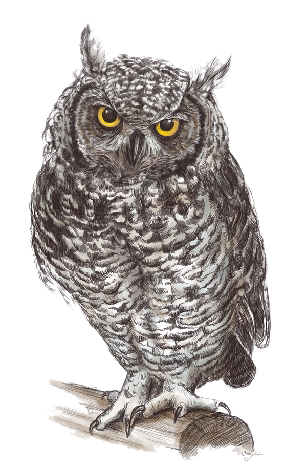 Owl Transparent PNG Image