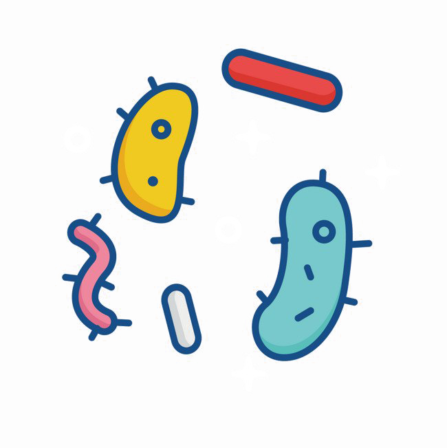 Bacteria Transparent PNG Image