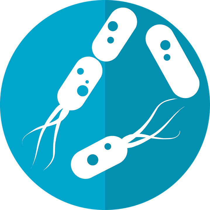 Bacteria Transparent PNG Image