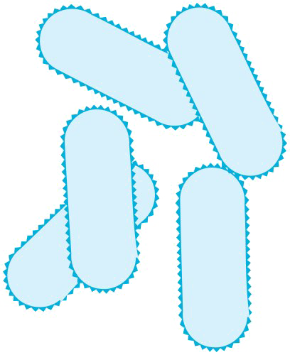 Bacteria Transparent PNG Image