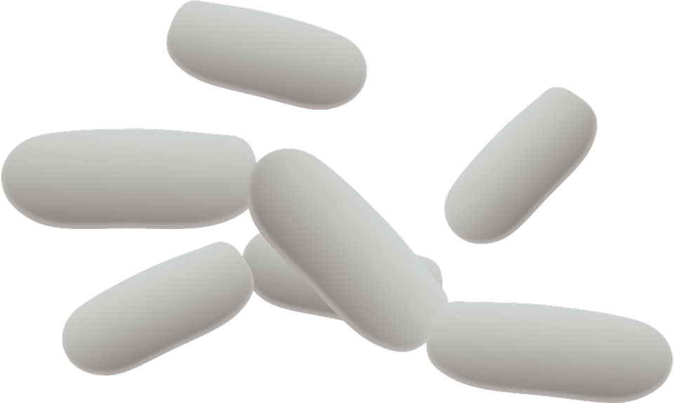 Bacteria Transparent PNG Image