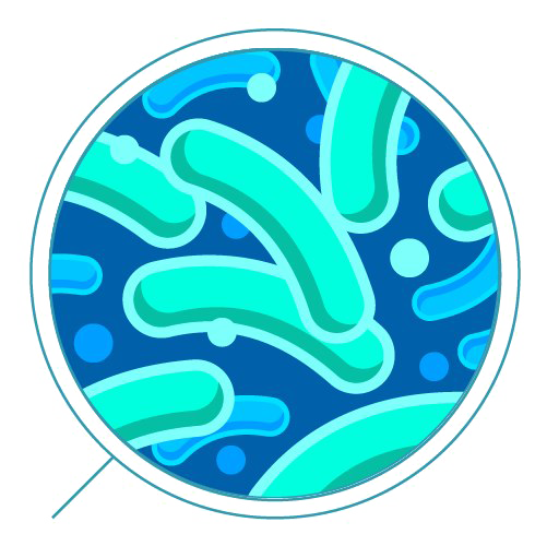 Bacteria Transparent PNG Image