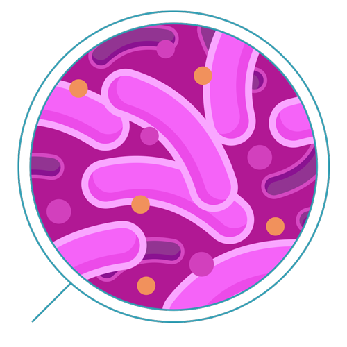 Bacteria Transparent PNG Image