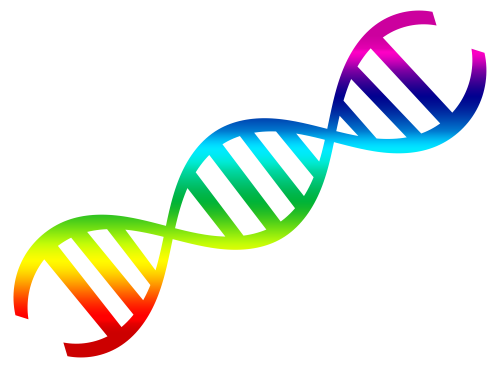 Dna Transparent PNG Image