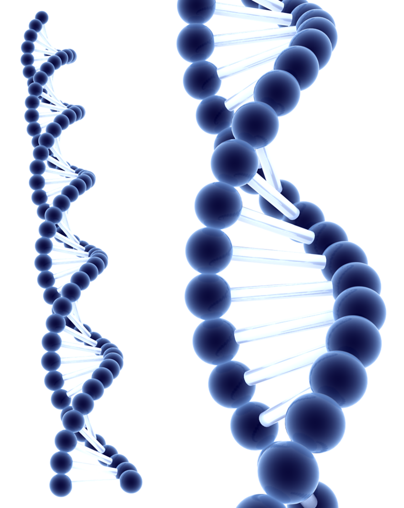 Dna Transparent PNG Image