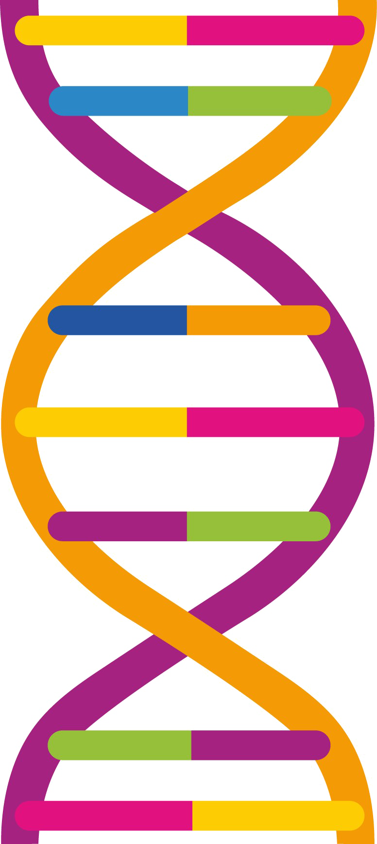 Dna Transparent PNG Image
