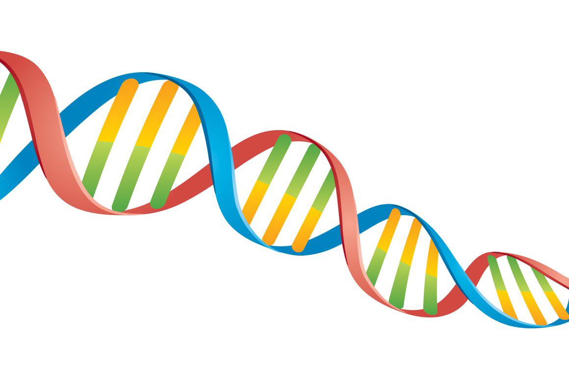 Dna Transparent PNG Image