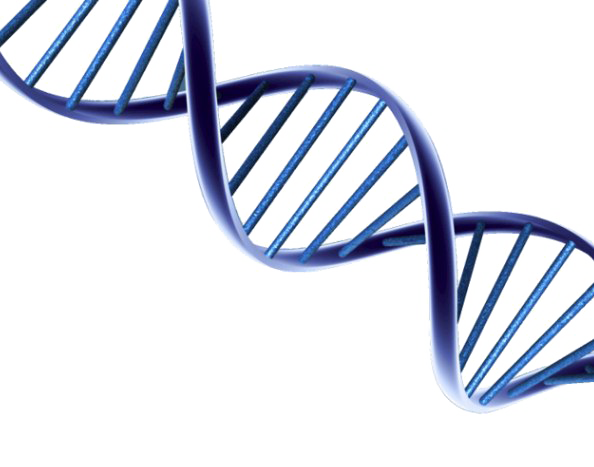 Dna File Transparent PNG Image