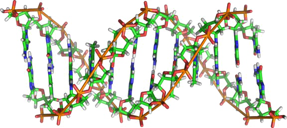 Dna Transparent PNG Image