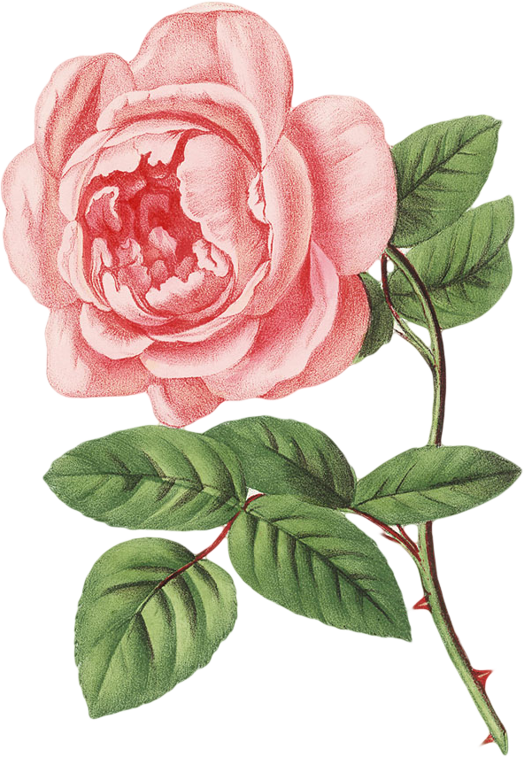 Botanical graphy Illustration Painting Drawing Stock Transparent PNG Image