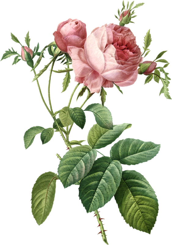 Roses Cabbage Flower Painting Rose Transparent PNG Image