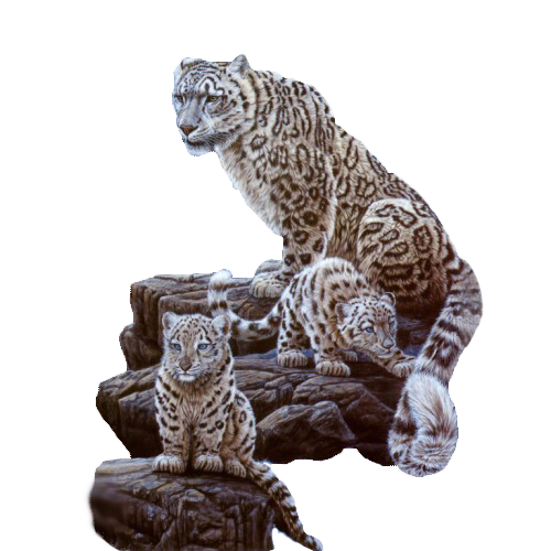 Tiger Fur Wildlife Leopard Cat File Transparent PNG Image