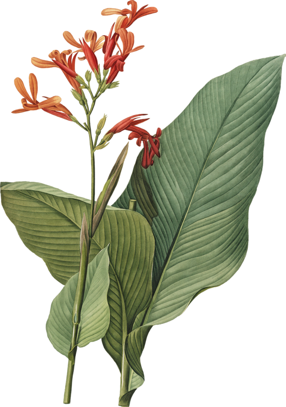 Plant Flower Botanical Illustration Transparent PNG Image