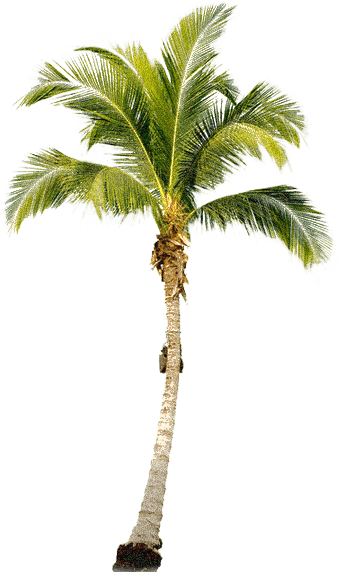 Tropical Palm Tree Transparent PNG Image