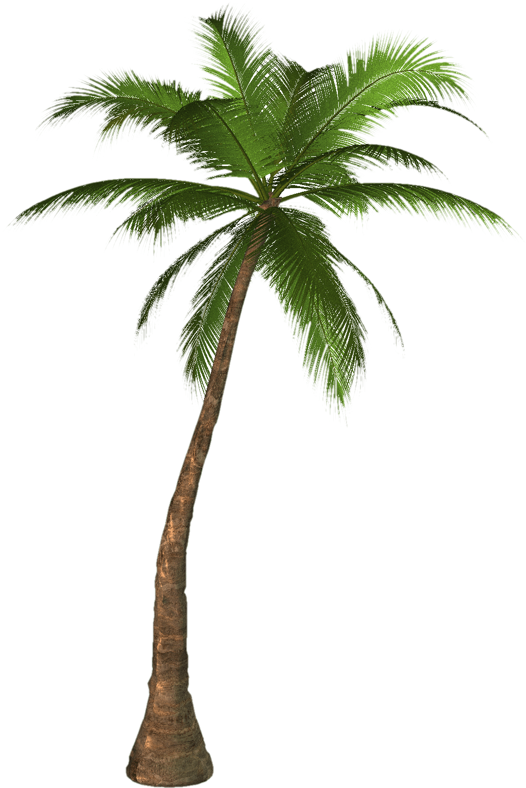 Palm Tree Transparent PNG Image