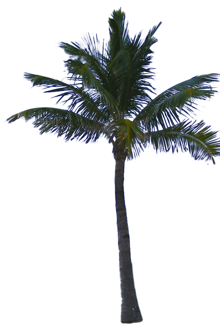 Palm Tree Transparent PNG Image