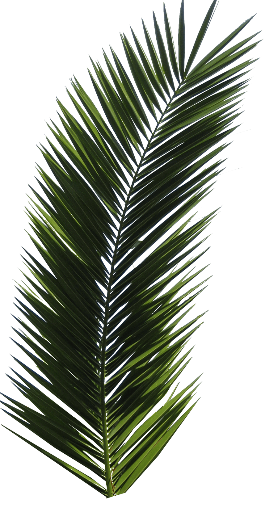 Palm Tree Transparent PNG Image