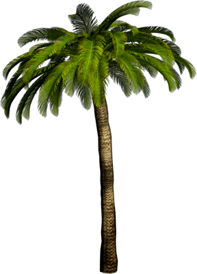 Tropical Palm Tree Transparent PNG Image
