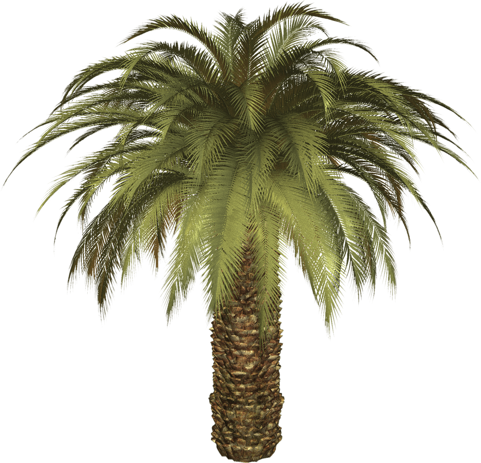 Palm Tree Transparent PNG Image