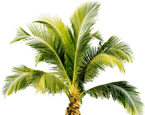 Palm Tree Transparent PNG Image